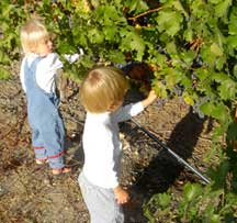 Newell Twins Picking Grapes